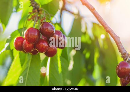 Grappe de fruits rouges mûrs et juteux les cerises sur un arbre dans le feuillage Banque D'Images