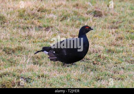 Tétras, Langdon Beck, 20 février 2019 Banque D'Images