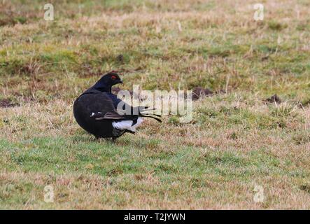 Tétras, Langdon Beck, 20 février 2019 Banque D'Images