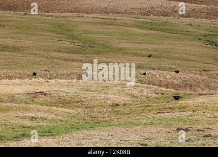 Tétras, Langdon Beck, 20 février 2019 Banque D'Images