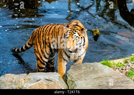 Tiger walking dans l'eau Banque D'Images