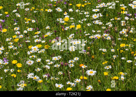 Blumenwiese, flower meadow Banque D'Images