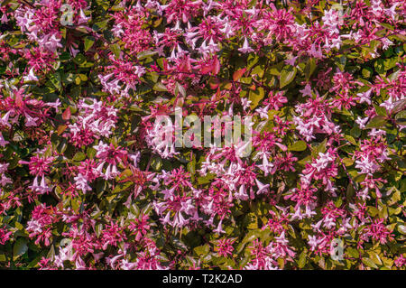 Petites fleurs roses de weigela sur le bush. Close-up, arrière-plan. Banque D'Images