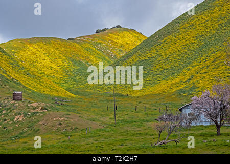 Super Bloom dans Carrizo Plain, Californie Banque D'Images