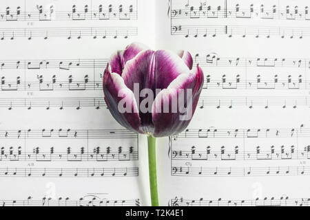 Détail de the purple tulip sur une partition de musique. Banque D'Images