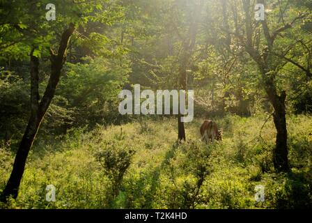 Une grosse vache brune manger et marcher dans la verdure naturelle du soleil et les plantes et les arbres et les branches cassées en pleine jungle Banque D'Images