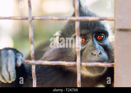 Portrait de triste smokey sauvages à la recherche désespérément par cage en métal. Singe en cage avec désespoir appuyée d'expression. Arrêter la violence envers les animaux. Banque D'Images