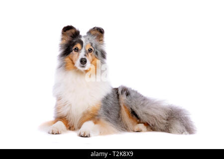 Shetland Sheepdog devant un fond blanc Banque D'Images