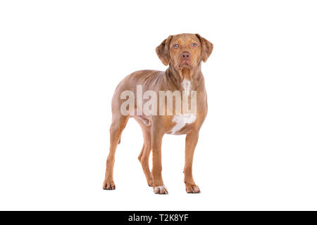 Merle rouge Louisiane Catahoula Leopard dog devant un fond blanc Banque D'Images