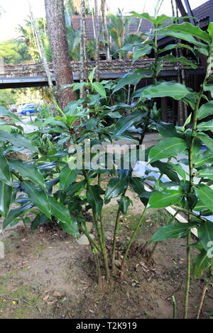 Cotus comosus ou connu sous le nom de Red Tower Ginger plants cultivés dans le sol Banque D'Images