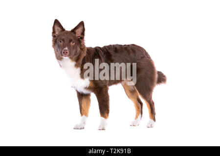 American miniature Shepherd Dog devant un fond blanc Banque D'Images