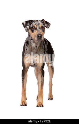 Un adulte merle Louisiana Catahoula Leopard dog debout devant un fond blanc Banque D'Images