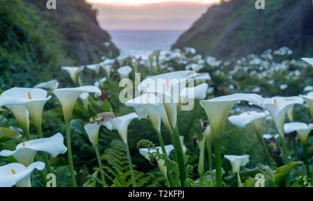 Calla Lily Valley en fleur. Banque D'Images