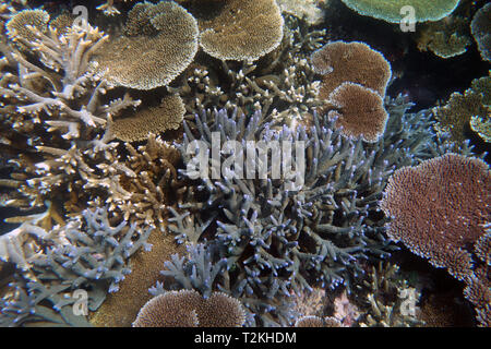 Staghorn sain et coraux Acropora plaque, Moore Reef, Grande Barrière de Corail, Queensland, Australie Banque D'Images