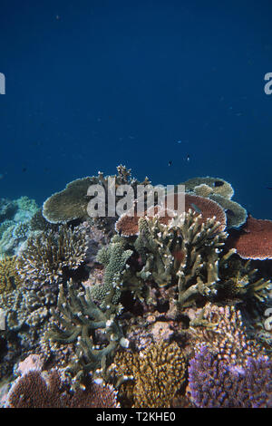 Staghorn sain et coraux Acropora plaque, Moore Reef, Grande Barrière de Corail, Queensland, Australie Banque D'Images