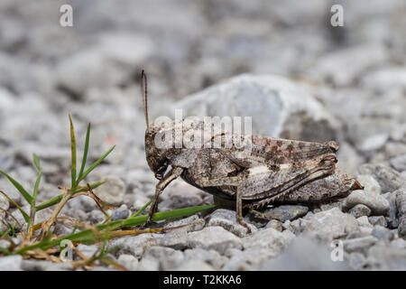 Rotfluegelige Schnarrschrecke, Psophus stridulus, bat grasshopper Banque D'Images