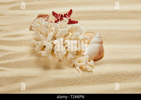 Près de corail blanc coquillages et étoiles de mer sur plage de sable en été Banque D'Images