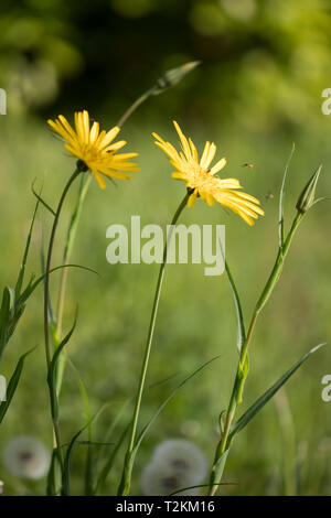 Wiesen-Bocksbart, Tragopogon pratensis salsifis des prés, Banque D'Images