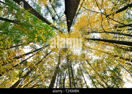 Low angle view of forest trees changent de couleur en automne Banque D'Images