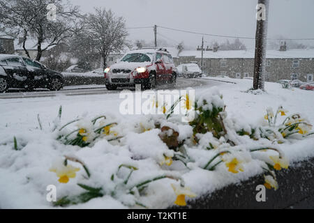 Les jonquilles couverts dans une couverture de neige dans le village de Catton, Northumberland, après avoir descendu en dessous des températures de gel la nuit. Banque D'Images