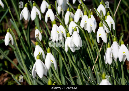 Libre d'un groupe de perce-neige (Galanthus nivalis) croissant dans un défrichement des terres forestières dans le Nord du Devon. Soleil d'hiver éclaire-les. Banque D'Images