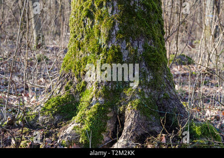 Vieux tronc d'arbre de chêne couverte de mousse dans une réserve naturelle à l'île de Oland Banque D'Images