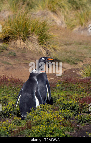 Gentoo pingouin (Pygoscelis papua), deux adultes à l'herbage, île de la carcasse, Îles Falkland, Royaume-Uni Banque D'Images