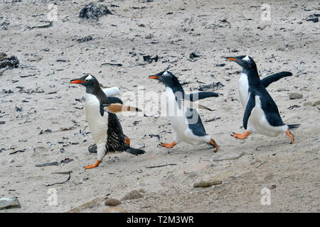 Gentoo pingouin (Pygoscelis papua), trois adultes walking on beach, île de la carcasse, Îles Falkland, Royaume-Uni Banque D'Images