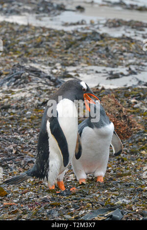 Gentoo pingouin (Pygoscelis papua), alimente les jeunes adultes, Stromness Bay, South Georgia Island Banque D'Images