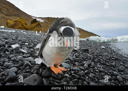 Gentoo pingouin (Pygoscelis papua), adulte à la plage, l'Île Déception, Îles Shetland du Sud, l'Antarctique Banque D'Images