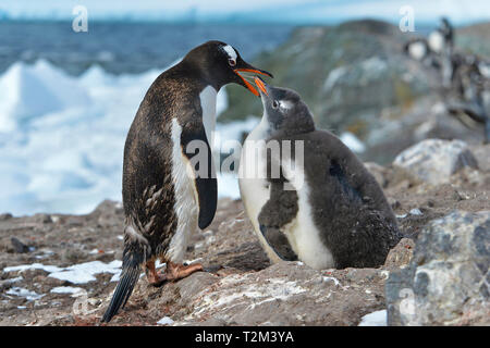 Gentoo pingouin (Pygoscelis papua), l'alimentation chick, Laurie Island, îles Orcades, Drake Street, Antarctique Banque D'Images