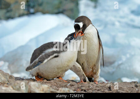 Gentoo pingouin (Pygoscelis papua), l'alimentation chick, Laurie Island, îles Orcades, Drake Street, Antarctique Banque D'Images