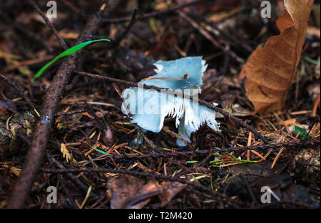 Un champignon roundhead bleu (Stropharia caerulea) commençant à se décomposer en Nesscliffe, Shropshire, Angleterre. Banque D'Images