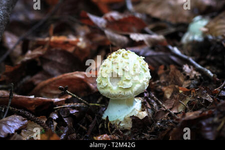 Un jeune mort faux cap (Amanita citrina) pousse sur le sol forestier dans Nesscliffe, Shropshire, Angleterre. Banque D'Images