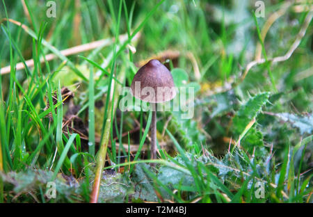 Un jupon mottlegill (champignons Panaeolus papilionaceus) pousse dans les champs dans les régions rurales de Shropshire, Angleterre. Banque D'Images