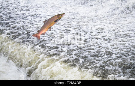 Un saumon atlantique (Salmo salar) saute hors de l'eau à la Shrewsbury Weir sur la rivière Severn dans une tentative d'aller en amont pour frayer. Le Shropshire Banque D'Images