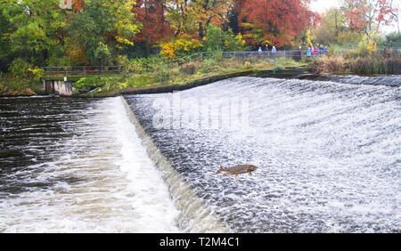 Un saumon atlantique (Salmo salar) saute hors de l'eau à la Shrewsbury Weir sur la rivière Severn dans une tentative d'aller en amont pour frayer. Le Shropshire Banque D'Images