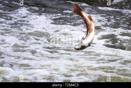 Un saumon atlantique (Salmo salar) saute hors de l'eau à la Shrewsbury Weir sur la rivière Severn dans une tentative d'aller en amont pour frayer. Le Shropshire Banque D'Images