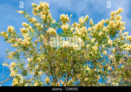 Melaleuca linariifolia, un arbuste indigène australien connu comme la neige en été, paperbark à feuilles étroites, à feuilles de lin paperbark Banque D'Images