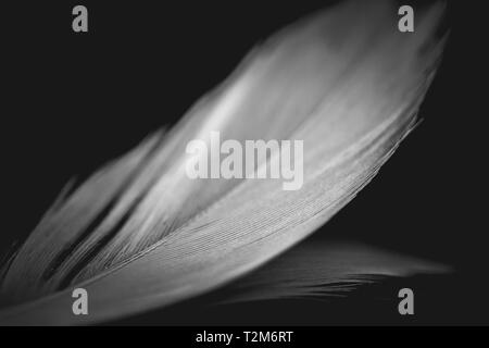 Close-up d'une plume blanche avec la colonne vertébrale et la barbe dans une image en noir et blanc avec un fond uniforme Banque D'Images