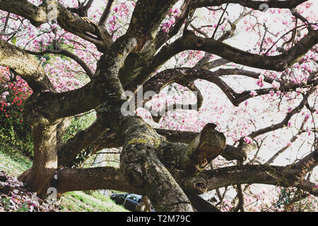 L'un des plus vieux Magnolia (Magnolia soulangeana) du tronc des arbres en Europe en pleine floraison à Sopron, Hongrie. Env. 150 ans. Banque D'Images