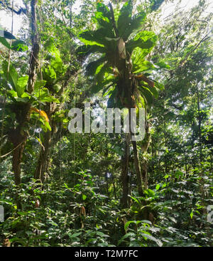 Végétation de forêt ombrophile de montagne tropicale sur le sentier forestier Cartier des Caraïbes sur l'île de Sainte-Lucie. Banque D'Images