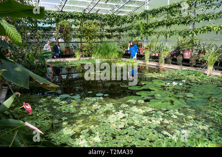 Une piscine étang de nénuphars dans l'une des petites maisons à l'Université d'Oxford Botanic Garden à Oxford, Angleterre. Le jardin à l'origine un 'phys Banque D'Images