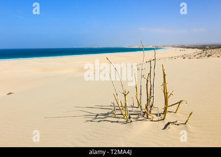 Peu de végétation et des dunes de sable sur la très belle plage de sable blanc. Praia de Chaves, Rabil, Boa Vista, Cap Vert, Afrique du Sud Banque D'Images