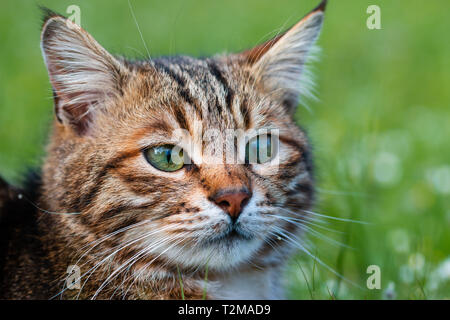 Jeune chat domestique assis. Convient pour animal, animal de compagnie et la faune thèmes Banque D'Images