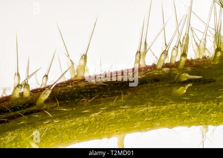 Focus empilés, extreme close up de tige d'ortie (Urtica dioica) montrant l'aiguillon des cellules ou les poils du trichome. Cinq fois Banque D'Images