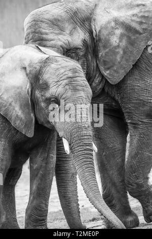 Photographie d'animaux noir et blanc : gros plan du jeune veau d'éléphant d'Afrique (Loxodonta) debout avec la mère, West Midlands Safari Park, Royaume-Uni. Banque D'Images