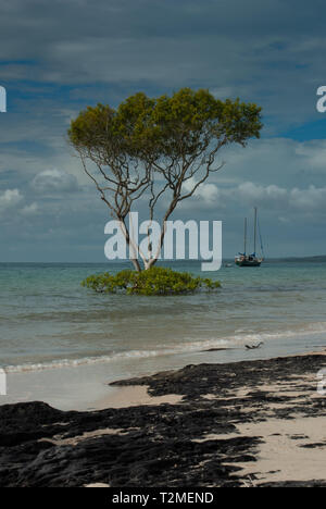 Un arbre isolé se trouve au bord de la mer avec un yacht ancré dans l'arrière-plan Banque D'Images