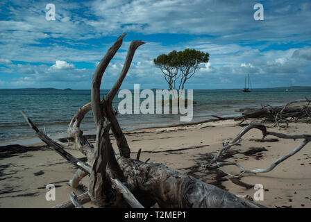 Un arbre isolé se trouve juste au large dans la mer avec yachts ancrés dans la baie et du bois flotté sur la plage Banque D'Images