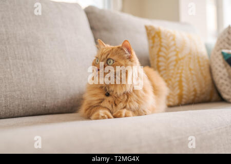 Beaux Cheveux longs gingembre cat allongé sur le canapé, un jour ensoleillé à la maison Banque D'Images